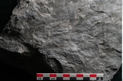 Foto (Detailansicht) von Noeggerathia palmaeformis Goeppert (NHMW-GEO-2024-0188-10733)